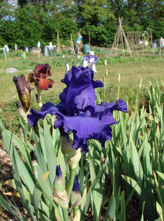 Plots behind some more irises.